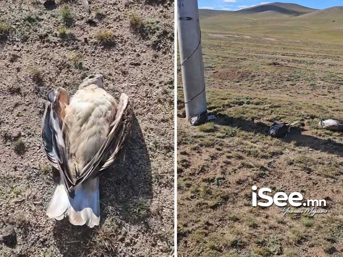 ВИДЕО: Өвөрхангай аймгийн Уянга суманд олон тооны шувууд тогонд цохиулж үхжээ