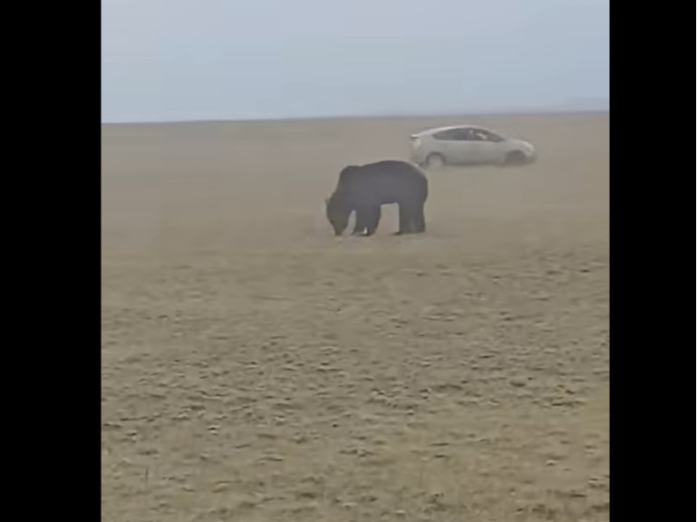 ВИДЕО: Айлын хотонд орж, тээврийн хэрэгсэлдээ нуугдсан иргэдийн автомашиныг нь эвдэж сүйтгэсэн баавгайг устгажээ
