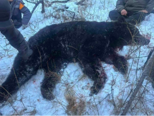 Ууланд баавгай явж байсныг агнан аюулгүй болгожээ
